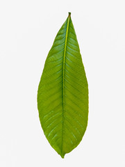 isolated green leaf on white