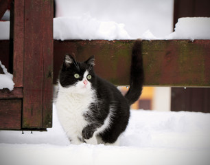 кошка животное играет в снегу зимой на природе 