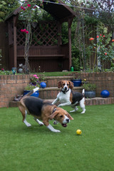 Beagle having fun playing fetch