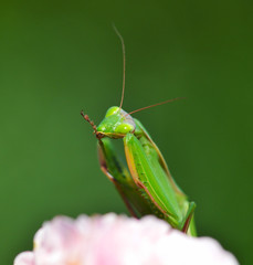 mantis religiosa