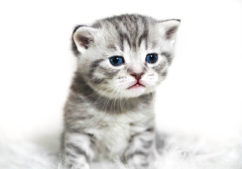 Kitten with blue eyes. Cute gray striped purebred kitten.