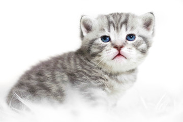 Kitten with blue eyes. Cute gray striped purebred kitten.