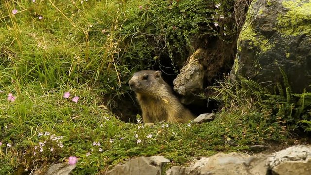 marmotte  