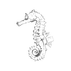seahorse