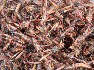 Fried grasshoppers in Thai market