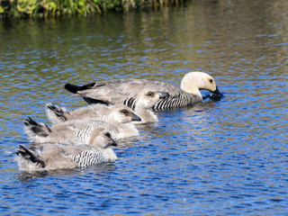 OLYMPUS DIGITMagellan Goose, Chloephaga picta with cubs, Falkland IslandsAL CAMERA