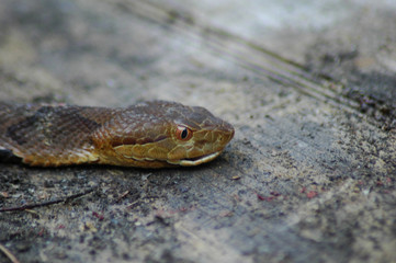 copperhead