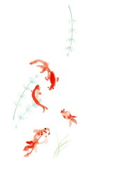金魚、赤のみ、水草