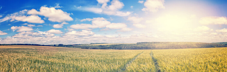 Fototapeta premium path through Golden wheat field, perfect blue sky. majestic rural landscape. harvest concept. soft light effect. instagram toning filter.