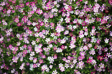 Background with tiny colorful flowers