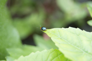 bug