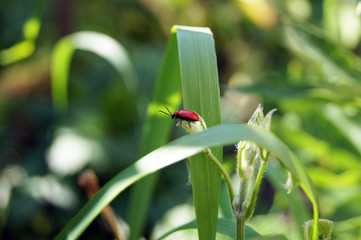 bug
