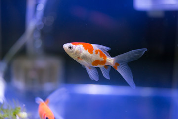 金魚