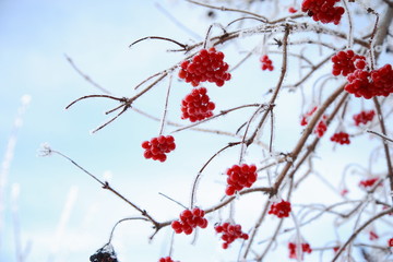 Зимняя красная ягода. Морозный день