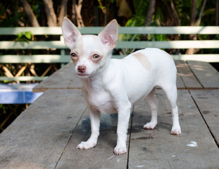 Beautiful chihuahua dog, On the table, Image select focus