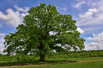 Obraz premium Spring alone oak on a hill