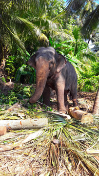 wild elephant in the palm forest
