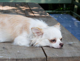 Beautiful chihuahua dog, On the table, Image select focus