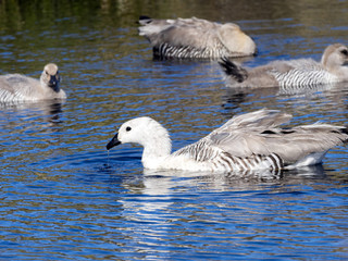 OLYMPUS DIGITMagellan Goose, Chloephaga picta with cubs, Falkland IslandsAL CAMERA