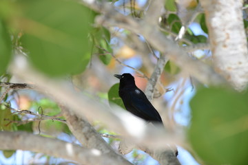 Boat-tailed Grackle