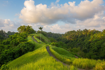 Fototapeta na wymiar The famous Campuhan Ridge Walk in Ubud, Bali, Indonesia