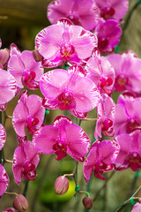 Beautiful pink orchid flowers closeup