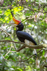 Fototapeta premium Close-up of the Hornbill, Borneo, Malaysia.