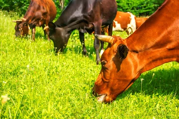 Papier Peint photo Lavable Vache some cows eating grass on a green meadow in summer
