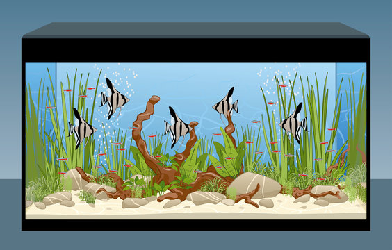 Home aquarium with fish and plants