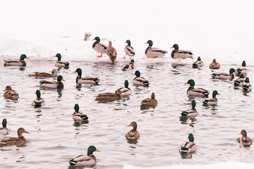 Fototapeta premium wild ducks on the shore of the frozen pond in the snow (on Hoth birds)