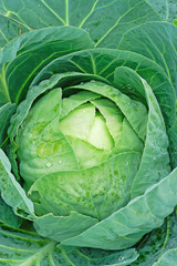 Сlose-up of fresh cabbage vegetable