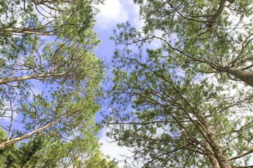 green birch leaves shining on blue sky background