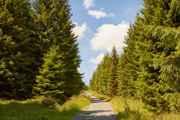 Fototapeta na wymiar Wanderweg durch den Wald
