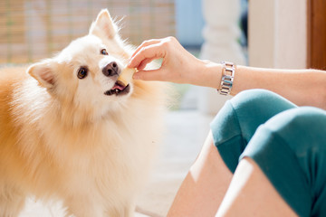 woman hand feeding pet dog while training giving a reward