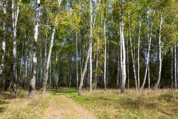 birch grove on a sunny day in May