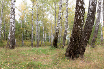 birch grove on a sunny day in May