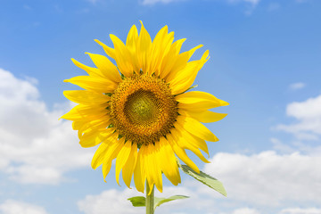 Fototapeta premium sunflower blooming on the field with blue sky background 