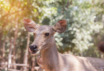 Sambar deer(Rusa unicolor, Cervus unicolor) wildlife in natural 