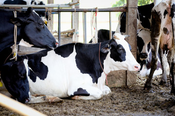 dairy cattle