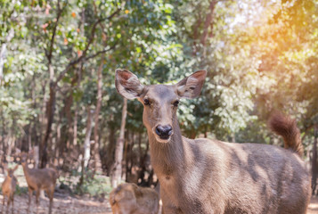Sambar deer(Rusa unicolor, Cervus unicolor) wildlife in natural 