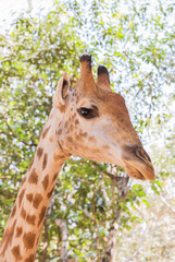Close up head face of Giraffe (Giraffa camelopardalis )  