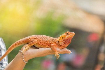 close up bearded dragon (Pogona Vitticeps ) australian lizard on hand selective soft focus
