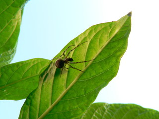 Spinne auf grünem Blatt