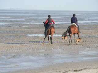 reiten mit pferden am strand