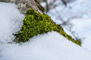 moss in the trunk