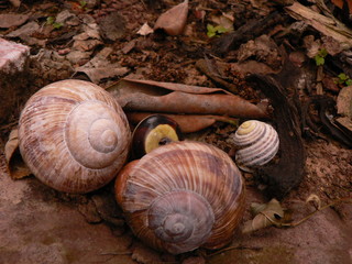 Schnecken und ihre Häuser