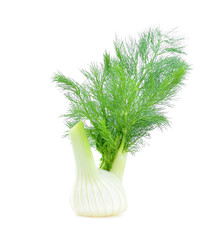 Fennel isolated on white background