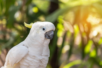 Close up white sulphur crested cockatoo (Cacatua galerita) perched on natural