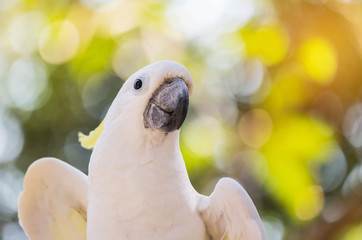 Close up white sulphur crested cockatoo (Cacatua galerita) in natural