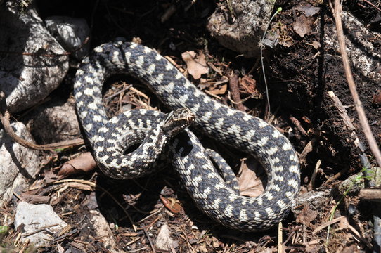 รูปภาพGiftzahn เลือกดูภาพถ่ายสต็อก เวกเตอร์ และวิดีโอ113 Adobe Stock